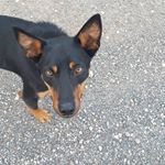 Profile Picture of Andrew Feige (@feigz) on Instagram