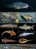 Profile Picture of Catfish - Wikipediaon Wikipedia