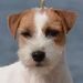 Profile Picture of Candace Frank Zureick (@candacelundin1) on Pinterest
