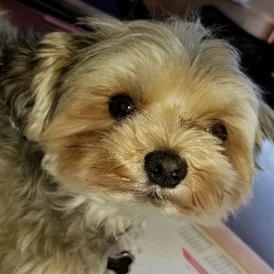 Profile Picture of Vito Nicholas (@VitoNicholas) on Twitter