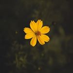 Profile Picture of deepa__pillai (@deepa__pillai) on Instagram