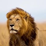 Profile Picture of Cecil The Lion (@conncoll_still_loves_cecil) on Instagram