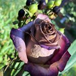 Profile Picture of Erica Schmitt (@erica.n_77) on Instagram