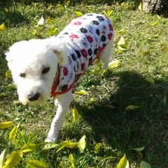 Profile Picture of Bety Urcho (@bbetyurcho) on Twitter