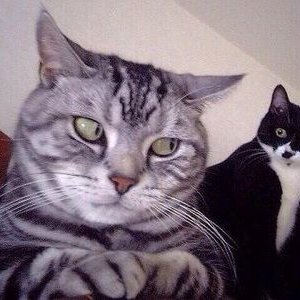 Profile Picture of Zoe Donnelly (@ZoeD4eva) on Twitter