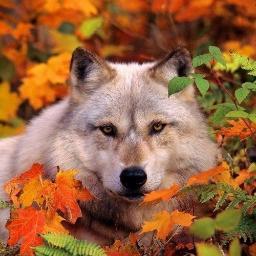 AutumnWolf - Twitter Profile Picture of AutumnWolf (@AutumnWolf2000) on Twitter