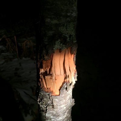 Profile Picture of Joe Kicks (@joekicks5) on Twitter