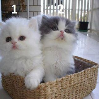 Profile Picture of Babak Farzad (@Babak-Farzad) on Facebook