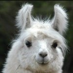 Profile Picture of Felix Antonio Cueto Pina (@thatonekidnoonelikes1) on Instagram