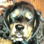 Profile Picture of Bobbie Cammack (@armymomma40) on Instagram