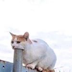 Profile Picture of Bucks (@oliver.davey69) on Instagram