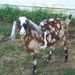 Profile Picture of Mary Cottenier (@earsfloppy) on Pinterest