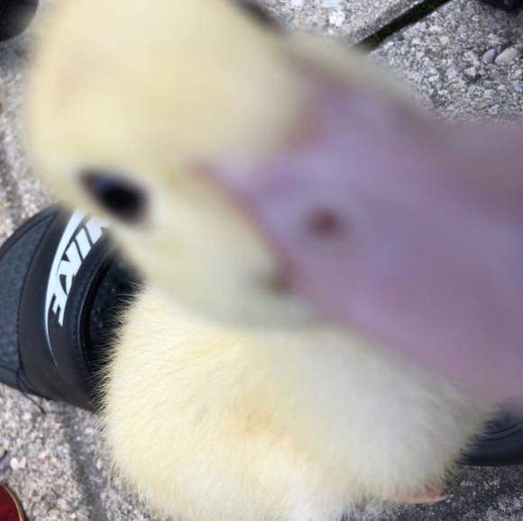 Profile Picture of Anson Lin (@anson_lin) on Poshmark