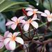 Profile Picture of Paula Ohlsen (@paulaohlsen5) on Pinterest