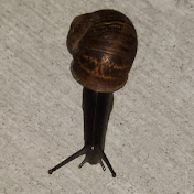 Profile Picture of Devin DiNardo (@DevinDiNardo-pq4wd) on Youtube