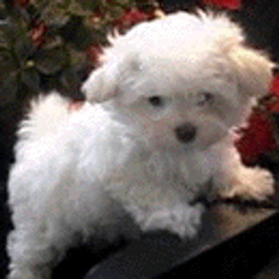 Profile Picture of Brian Wicks (@Spoon1973cool) on Twitter