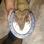 Profile Picture of Logan Krause (@lkfarrierservices) on Instagram