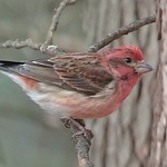 Profile Picture of Nancy Castillo (@nancy castillo (zen birdfeeder)) on Flickr