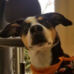 Profile Picture of Shawna Olson (@diary_of_a_dapper_dachshund) on Instagram