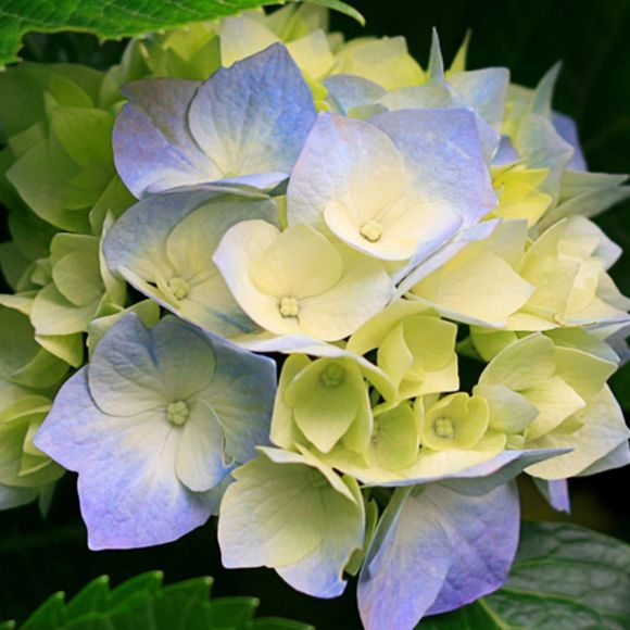 Profile Picture of Kathy Nguyen (@knguyen147) on Poshmark