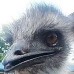 Profile Picture of Brian Lebold (@leboldbrian) on Instagram