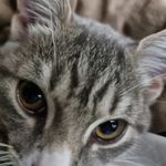 Profile Picture of Norma Morris-James (@normamorrisjames) on Instagram