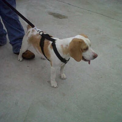 Profile Picture of Bruno (@@BruceGerard02) on Twitter