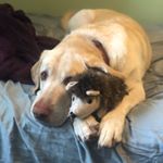 Profile Picture of Ralphie And Winston (@ralphieandwinnie) on Instagram