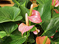 Profile Picture of Anthurium andraeanumon Wikipedia