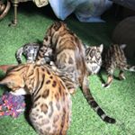 Profile Picture of Jeff Dunham (@jeffdunham.com123) on Instagram