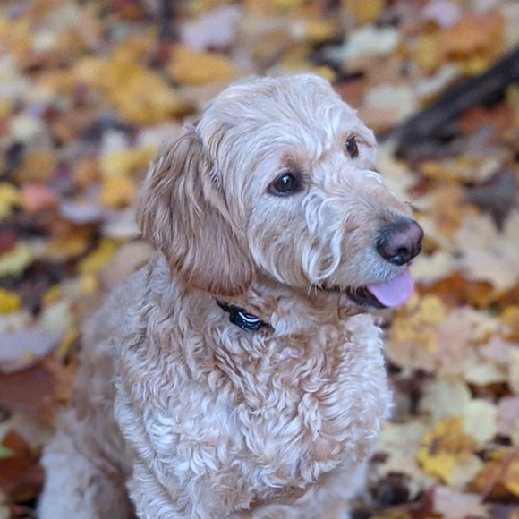 Mary Kovalski - Poshmark Profile Picture of Mary Kovalski (@adosha) on Poshmark