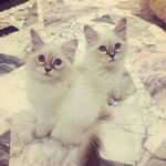 Profile Picture of Ivy & Misty (@ivyandmisty) on Instagram