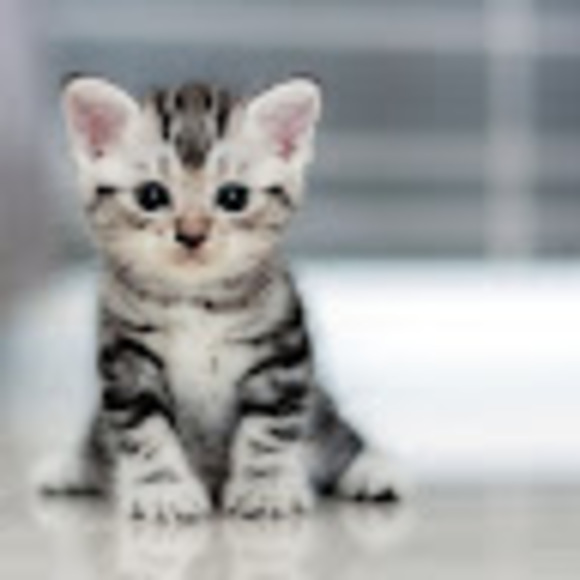 Profile Picture of Andrew Li (@fighole) on Poshmark