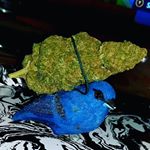 Profile Picture of Eric Mattila (@northern_highs) on Instagram