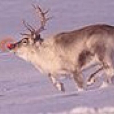 Profile Picture of Santa Claus (@JohnKringle) on Twitter