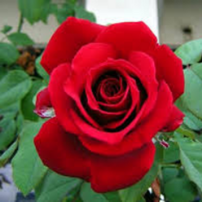 Profile Picture of Chee Keng Song (@chee_song) on Twitter