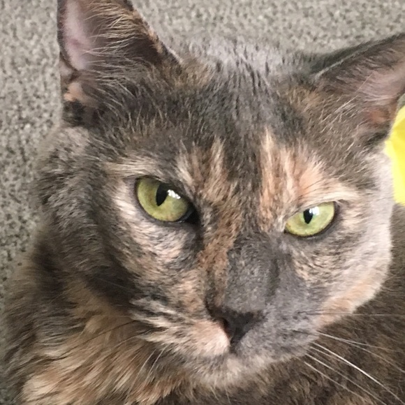 Profile Picture of Karen Larsen (@ksl90804) on Poshmark