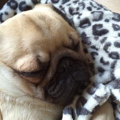 Profile Picture of Max Blackburn (@B1ackburnMax) on Twitter