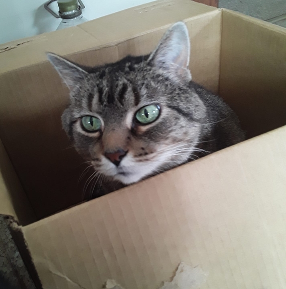 Profile Picture of Sarah Raczykowski (@stinkybutttea23) on Poshmark