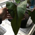 Profile Picture of Travis (@phytograms) on Instagram