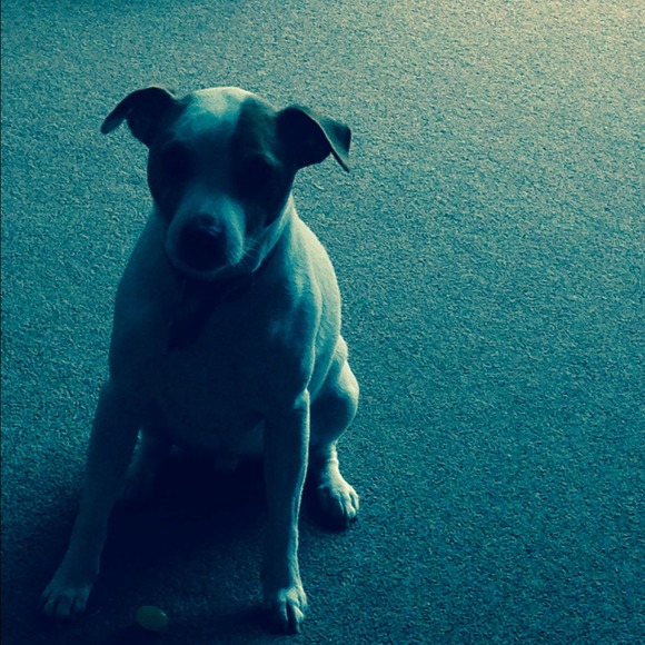 Profile Picture of Lucy Allen (@henry2444) on Poshmark