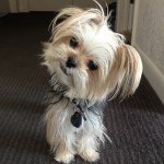 Profile Picture of Lucille Jacobs (@doodiegrl) on Instagram