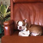 Profile Picture of Carl The Boston (@bad_boy_carl_) on Instagram