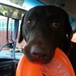 Profile Picture of Tony Firth (@spodhead.tf) on Instagram