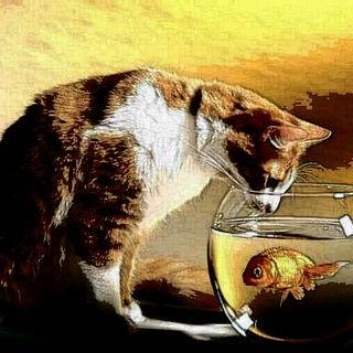 Profile Picture of #angelo. Petrucci (@AngeloluigiP) on Twitter