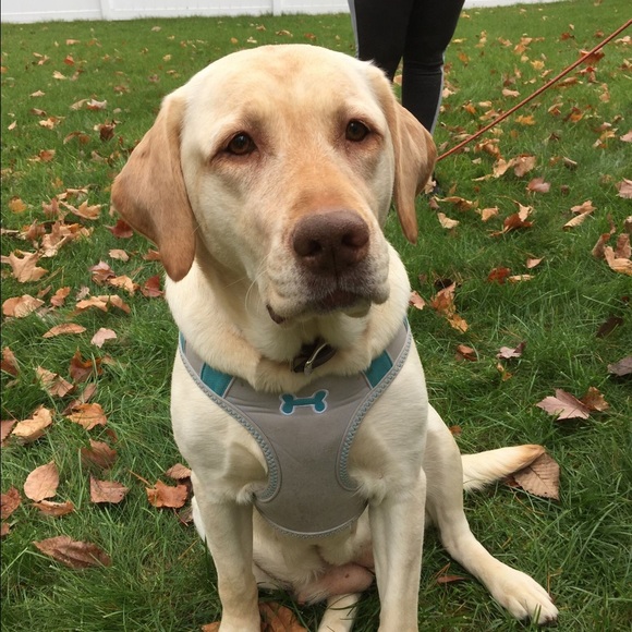 Profile Picture of Liz Alexakos (@palmer128) on Poshmark