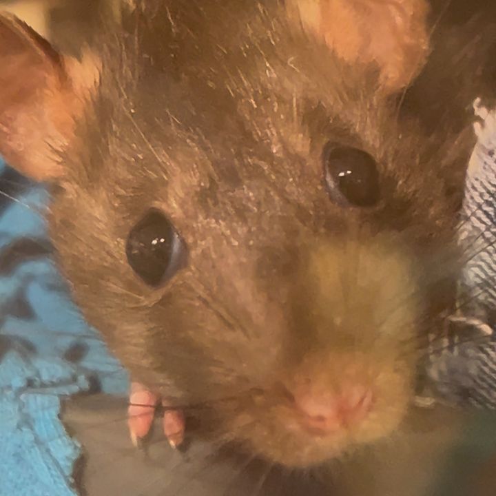 Profile Picture of Greggo (@@greggotheeggo) on Tiktok
