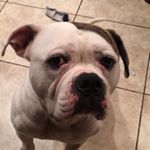 Profile Picture of Gus Swenson (@gus_the_american_bulldog) on Instagram
