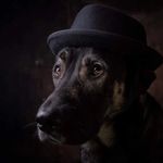 Profile Picture of Sandra Brauer (@runningdogs_charly_sveja_vinja) on Instagram