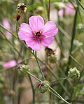 Profile Picture of Althaea cannabinaon Wikipedia